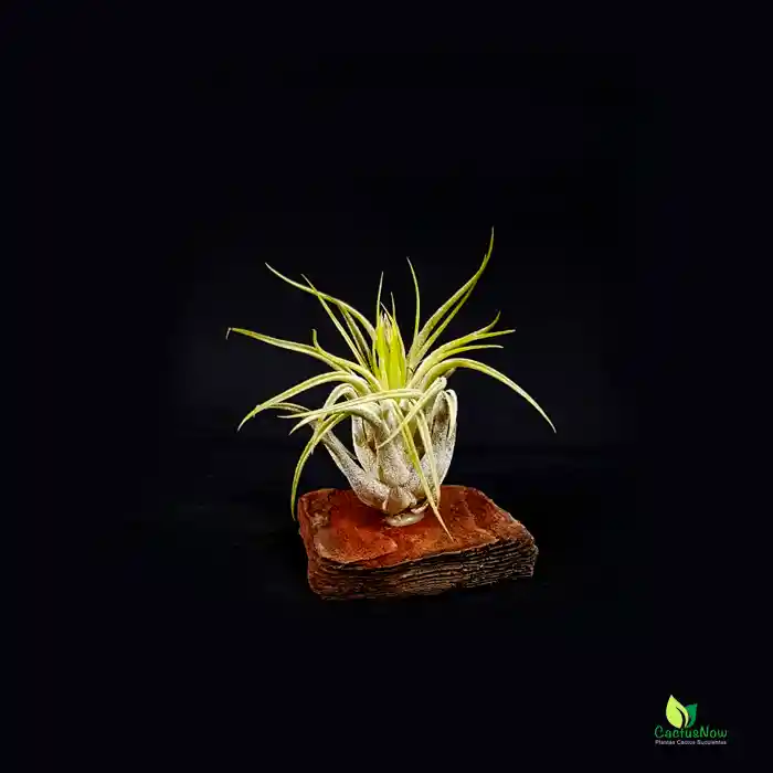 Tillandsia Individual Lonantha en Corteza