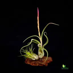 Par de Tillandsias 