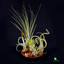 Conjunto de Tillandsias en Tronco