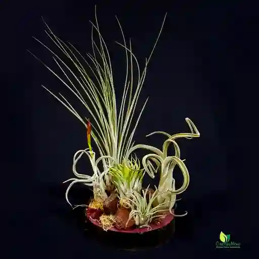 Conjunto de Tillandsias en Tronco