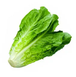 Lechuga Costina Tottus
