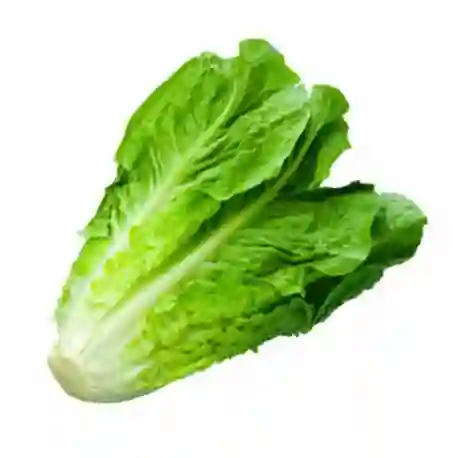 Lechuga Costina Tottus