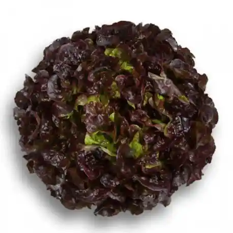 Lechuga Hidroponica Roble Morado Extra