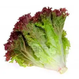 Lechuga Hidropónica Lollo Rossa Jumbo