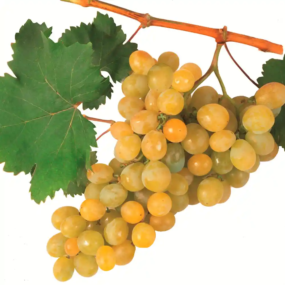 Uva Moscatel Pote 500G
