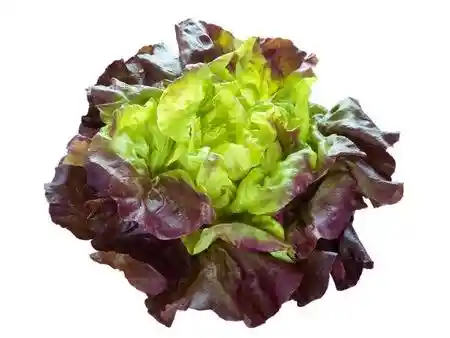 Lechuga francesa