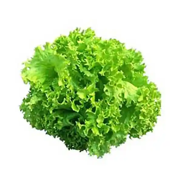 Lechuga hidroponica