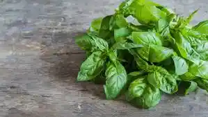 Albahaca