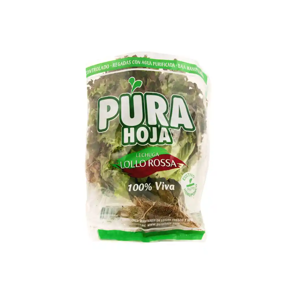 Pura Hoja Lechuga Hidroponica