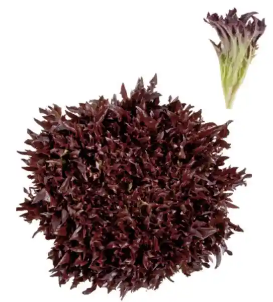 Lechuga Hidroponica Crispy Morada