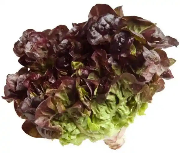 Lechuga Hoja de Roble Roja