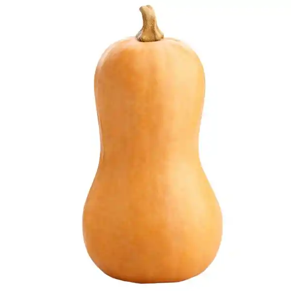 Zapallo Butternut Org Ecocultiva