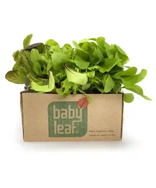 Baby Leaf Mix Italiano