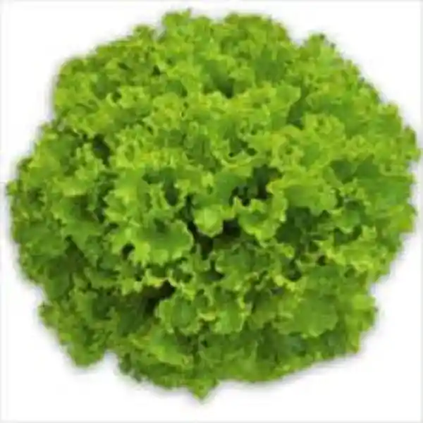 Lechuga Fresca