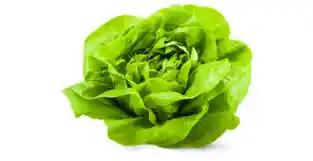 Lechuga Francesa