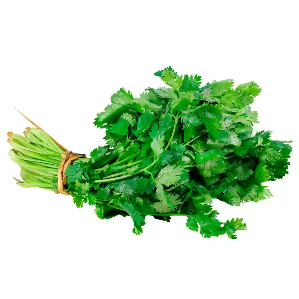 Cilantro 120 Gd1944