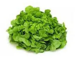 Lechuga Marina 1 Un, .