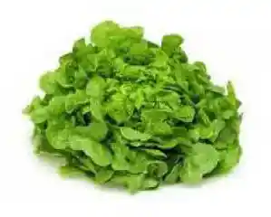 Lechuga Marina 1 Un, .