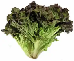Lechuga Crespa Roja Líder 