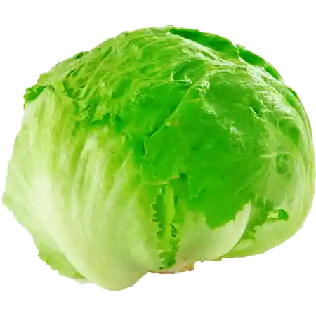 Lechuga Escarola