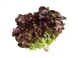 Lechuga roble