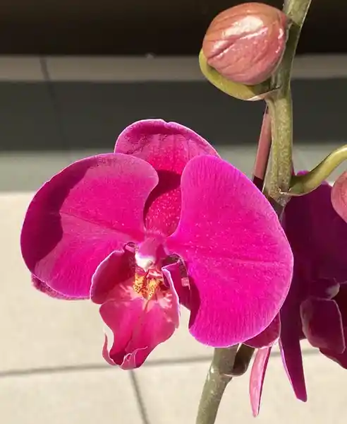 Planta: Orquídea Fucsia