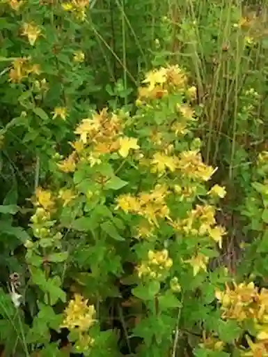 Yerba de San Juan