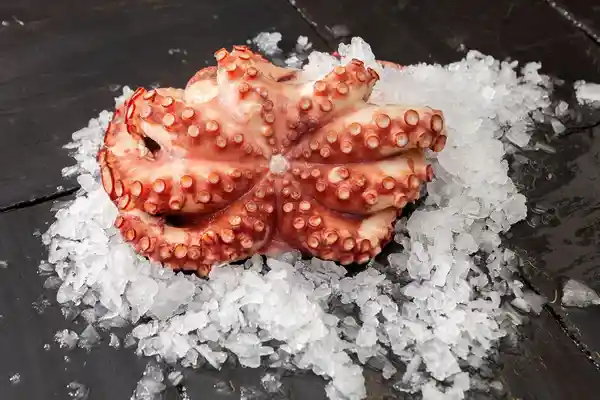 Pulpo