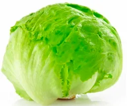 Lechuga Escarola
