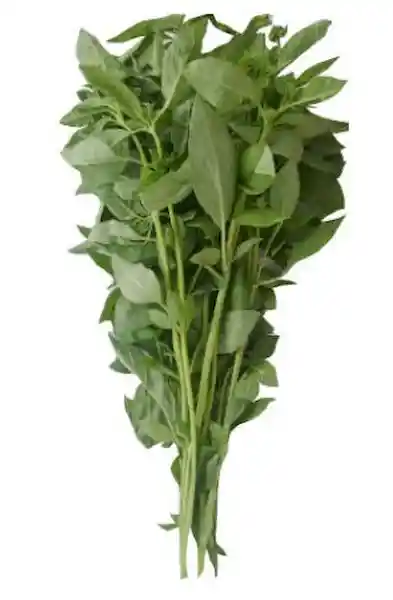 Albahaca