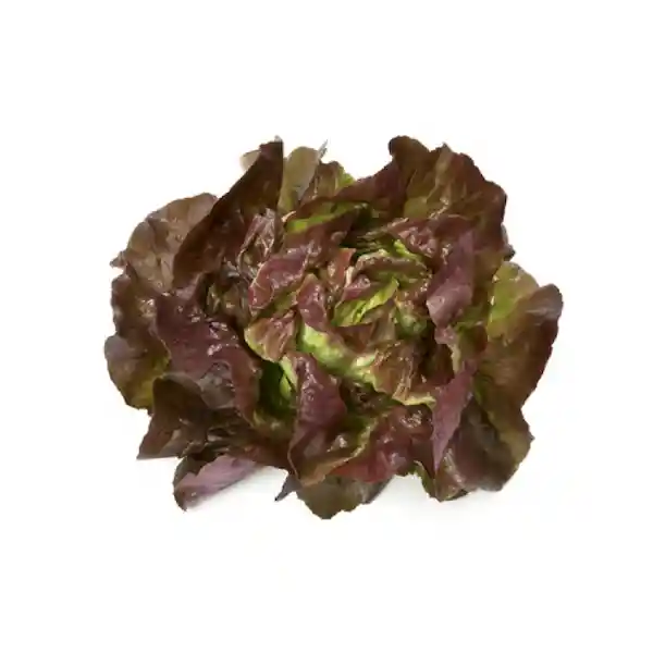 Lechuga Francesa