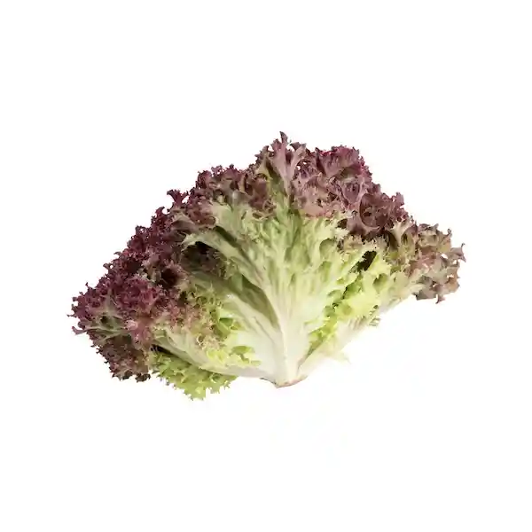 Lechuga Lollo Rosa