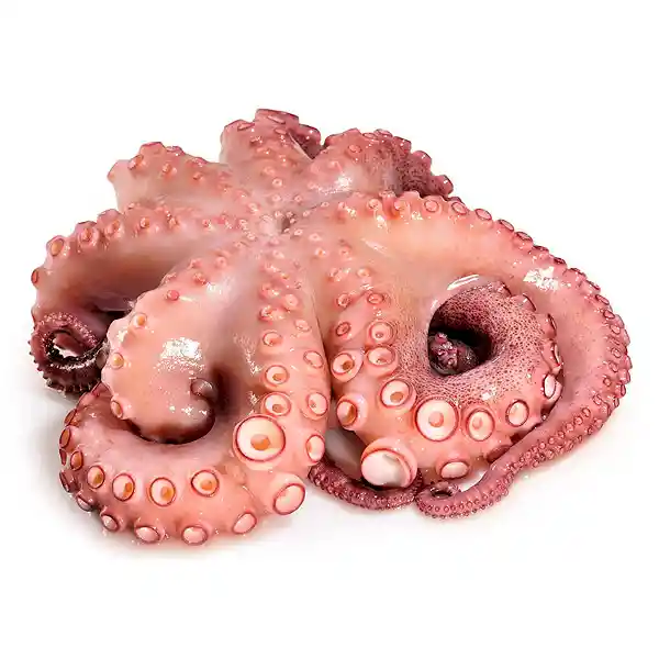 Pulpo