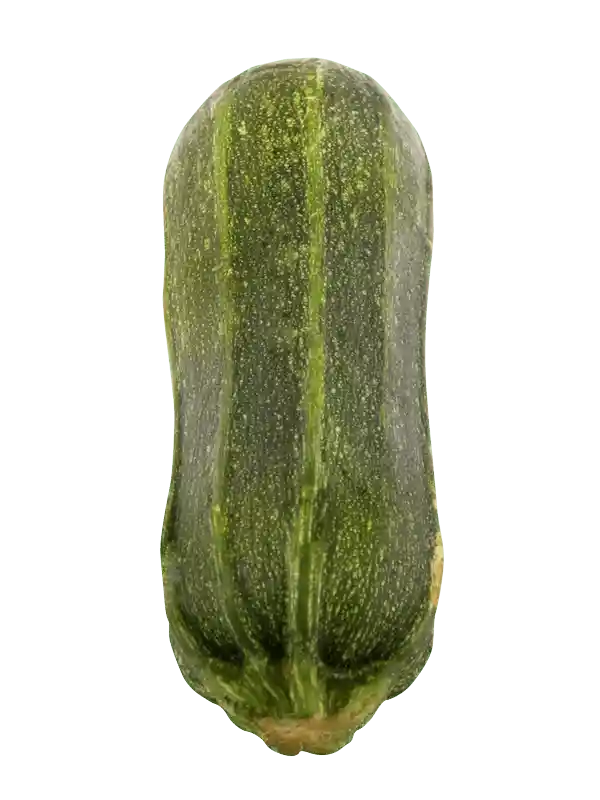 Zapallo Italiano Unid