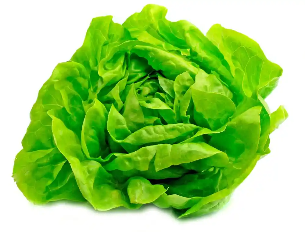 Lechuga Hidropónica Española 