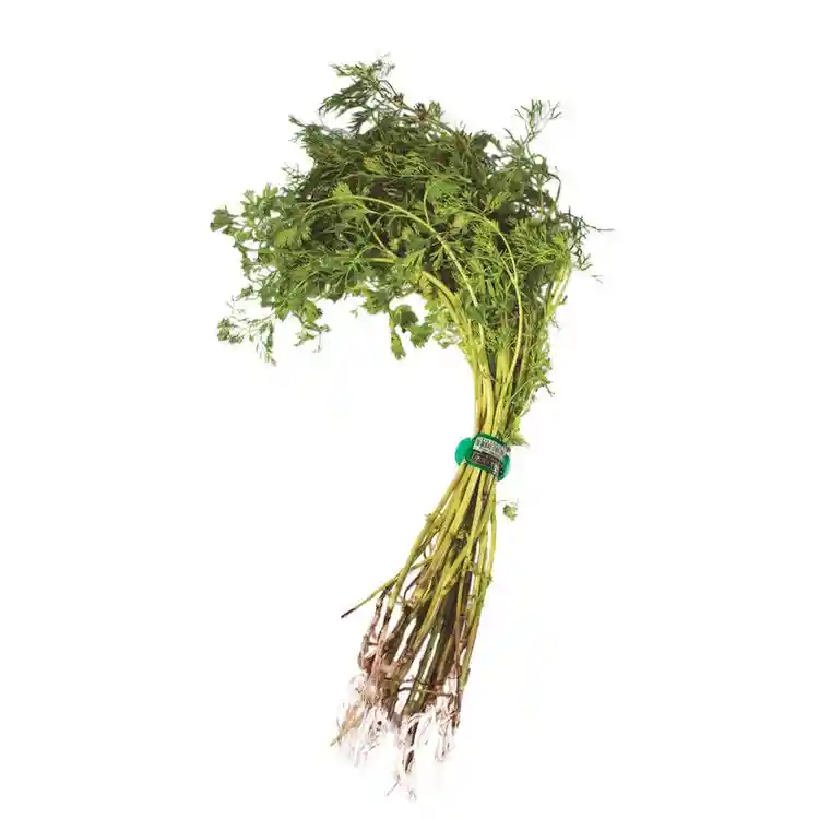 Hierbas Cilantro