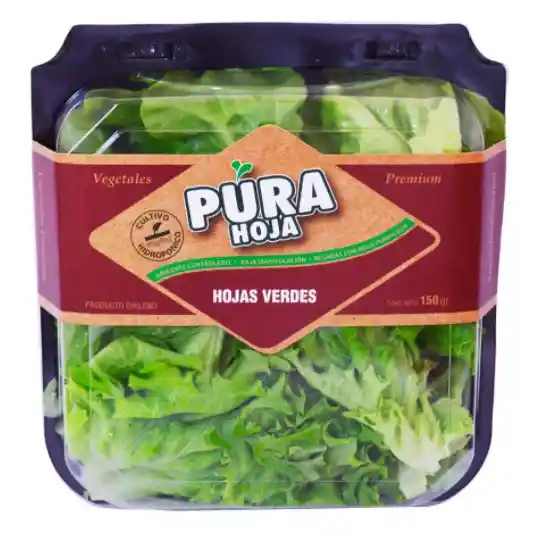 Pura Hoja Pote Hojas Verdes