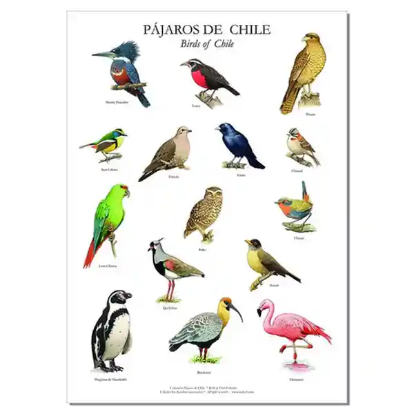 Poster Pájaros de Chile