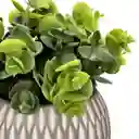 Planta Con Maceta Esférica 12 x 26 cm Casaideas