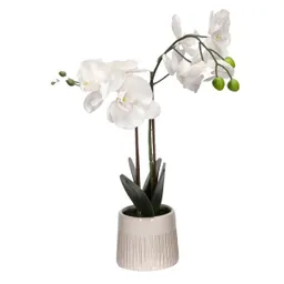 Maceta Con Flor Alta Orquídea Casaideas