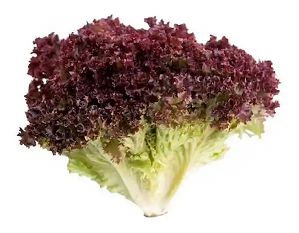 Lechuga Morada