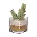 Maceta de Vidrio Con Cactus Casaideas