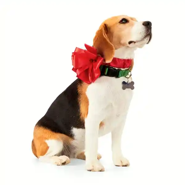 More & Merrier Collar Mascota en Forma de Moño Rojo Unitalla