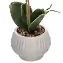 Maceta Con Orquídea Mediana Casaideas