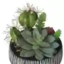 Maceta Baja de Cerámica Con Cactus 15 x 17 cm