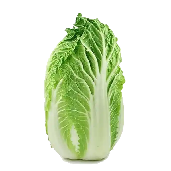 Lechuga Akusay Japonesa