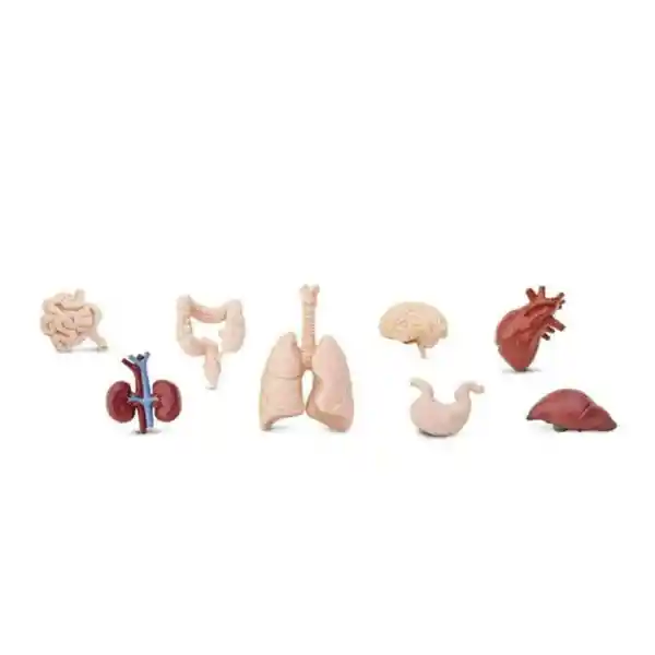 Safari Figura de Órganos Humanos Toob