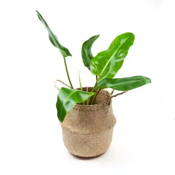 Planta Lucas En Canasto Bali L