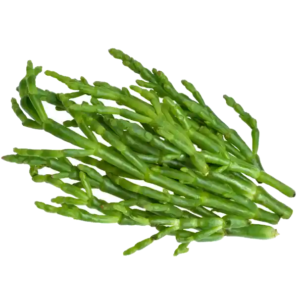 Salicornia