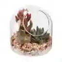 Terrario de Vidrio Con Cactus 12 cm 3226422000023